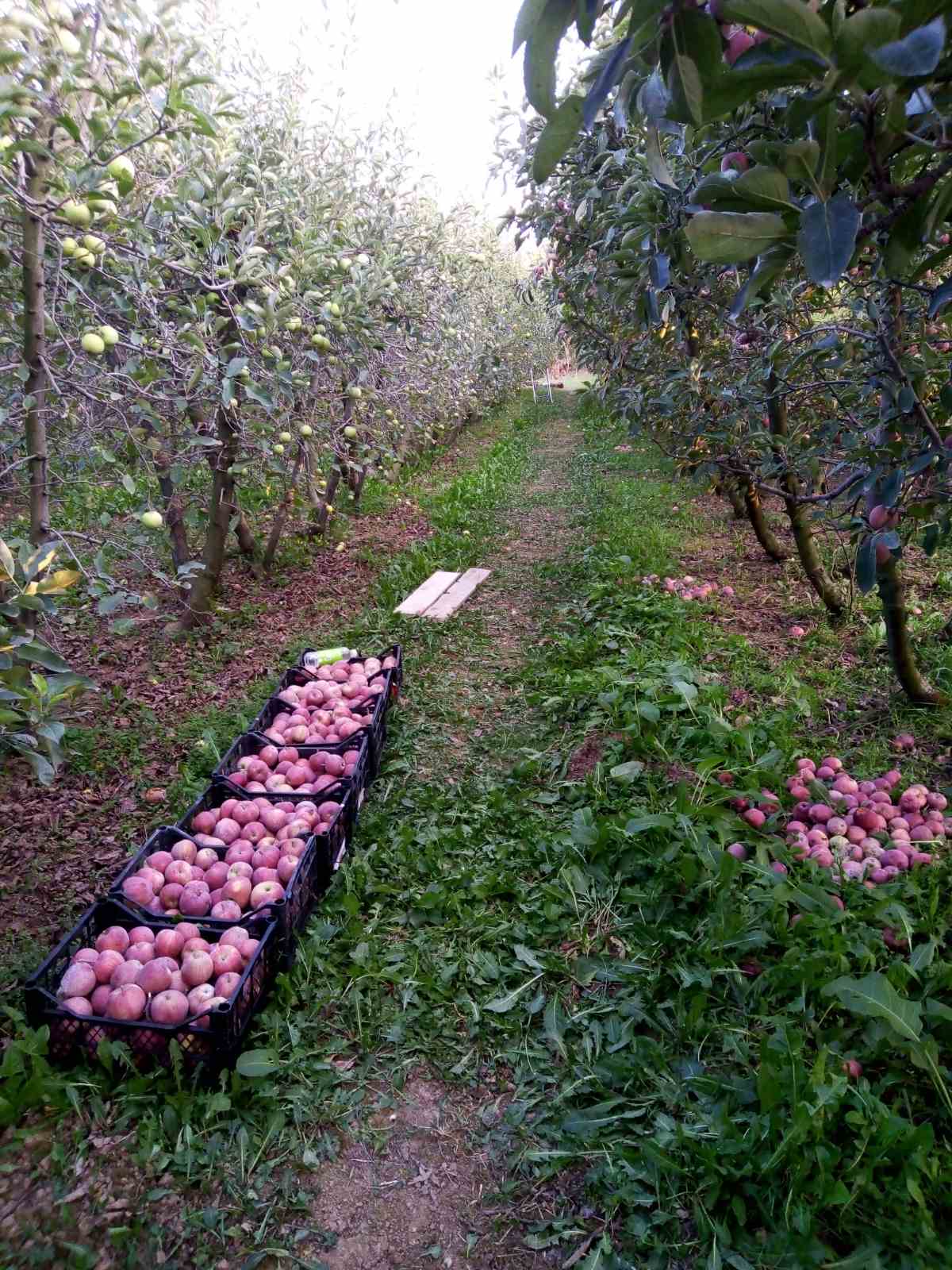 Građevinski plac i kuća