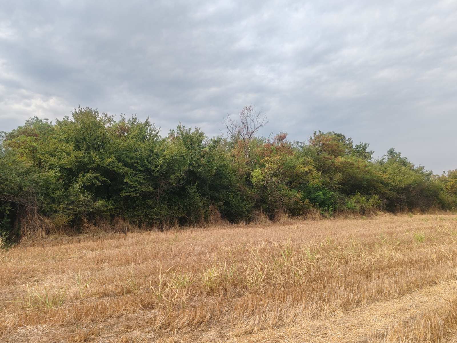 Plac-Skela-Obrenovac-10a